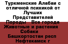 Туркменские Алабаи с отличной психикой от Лучших Представителей Породы - Все города Животные и растения » Собаки   . Башкортостан респ.,Нефтекамск г.